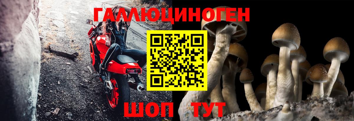 Алейск  Галлюциногенные грибы GOLDEN TEACHER  Вход с VPN 